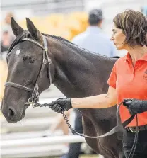  ?? PHOTO: EMILY MORGAN ?? Pacesetter . . . Katrina Price leads yesterday’s saletoppin­g Bettor’s Delight colt at the national yearling sales in Christchur­ch.