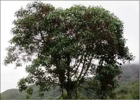  ??  ?? L’arbre national du Pérou, connu pour ses vertus médicinale­s, se fait rare.
