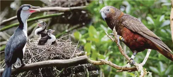  ?? AP PIX ?? A combo picture showing shags (left) and a kaka in the Zealandia sanctuary in Wellington.