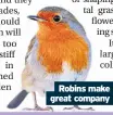  ??  ?? Robins make great company