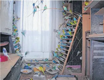  ?? FOTO: J. S. PFEIFER ?? Keine Voliere, sondern eine Wohnung: Wenn mehr als 1000 Wellensitt­iche in einer Wohnung gehalten werden, ist das ein klarer Fall von Animal Hoarding.