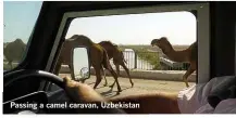  ??  ?? Passing a camel caravan, Uzbekistan