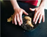  ?? Tribune News Service ?? ■ To start a ginger plant, simply place a tuber in a container filled with potting soil and press it down until the soil comes about halfway up the sides. Choose a tuber piece with multiple "eyes."