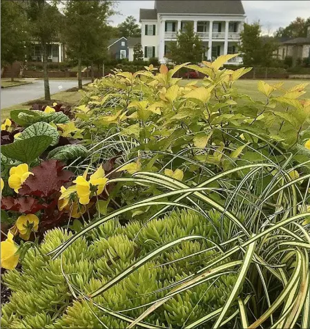  ?? Norman Winter / tns ?? these horse troughs are loaded with plants of texture like dolce Cherry truffles and dolce Wildberry heuchera. double Play Candy Corn spirea are used as thriller plants.