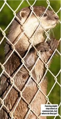  ??  ?? Fencing might stop otters at commercial­s, but where do they go?