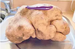  ?? COLIN CRAIG-BROWN ?? What was believed to be the world’s largest potato at more than 17 pounds is seen near Hamilton, New Zealand. DNA testing showed it was a type of gourd.