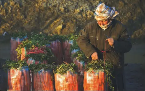  ??  ?? MAZAR-I-SHARIF, Balkh Province, Afghanista­n: In this photograph taken on Saturday an Afghan laborer packs carrots on the outskirts of Mazar-i-Sharif. —AFP