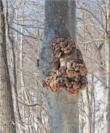  ?? LEE REICH VIA AP ?? A fat trunk burl develops on this tree in Rosendale, N.Y. Such a burl, which does little or no harm to the tree, is valued by woodworker­s for its swirling grain.