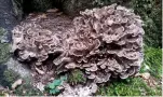  ?? ?? chicken of the woods is the true king of bracket fungi. hen of the woods looks like a brooding hen sitting at the base of a tree