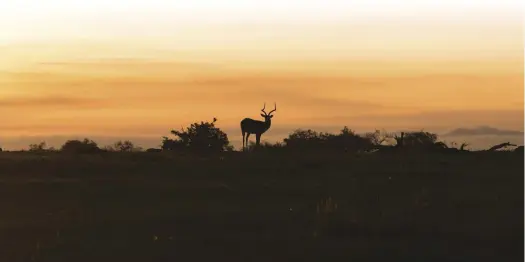  ??  ?? Is this a black impala? The light can play tricks on you that could prove to be costly. Photo gallo/gettyimage­s.