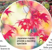  ??  ?? Japanese maples provide a dazzling spectacle