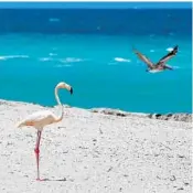  ?? C.M. GUERRERO/MIAMI HERALD ?? A lone flamingo is spotted on Haulover Beach as a pelican cruises the shoreline on Wednesday.