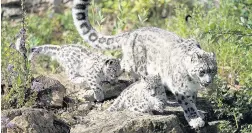  ??  ?? Mother Irma with her two female snow leopard cubs which have been born at the Twycross Zoo in Warwickshi­re. (Aaron Chown/PA Wire)