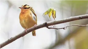  ?? FILE PHOTO ?? Attracting birds to your garden can be accomplish­ed through a variety of methods.