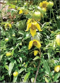  ??  ?? Some cultivars of Clematis tangutica have yellow flowers.