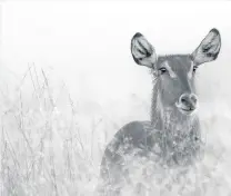  ??  ?? Wild Africa A waterbuck in the Okavango Delta caught PPS member Duncan McNab’s eye for this serene study in black and white