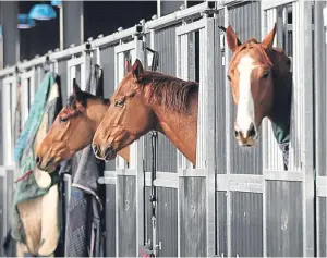  ??  ?? Various horse feed manufactur­ers use the company’s rapeseed oil in their feeds