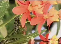  ?? CURTIS MORGAN The Miami Herald ?? The beautiful colors of native milkweed make them doubly appealing for many home gardeners in Florida. Because they bloom year-round, they may also entice monarch butterflie­s to stay in Florida. Or they may become too weak to migrate because of parasites on the plants.