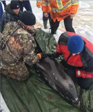  ?? CHARLENE BICKFORD, THE CANADIAN PRESS ?? People work to rescue a dolphin near St. John’s. The dolphins had become trapped in a small bay.