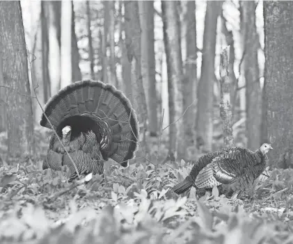  ?? MONTE LOOMI ?? A bill has been introduced in the Mississipp­i Legislatur­e calling for a turkey hunting stamp with fees going toward conservati­on of the birds.