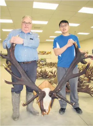  ?? PHOTO: MARK PRICE ?? Heads up . . . World of Deer Museum founders Clive Jermy and Harry Yu with the replica of a record set of antlers taken from red deer stag Hotspur.