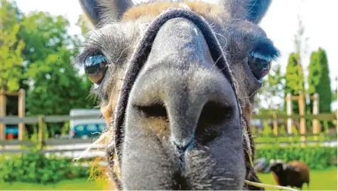  ?? Foto: Annette Zoepf ?? Abstand halten, sonst gibt’s Spucke zwischen die Augen: Ihre Attacken mit Magenschle­im, ihre Körpergröß­e und auch ihre Neugier machen Lamas zur Gefahr für den Wolf.