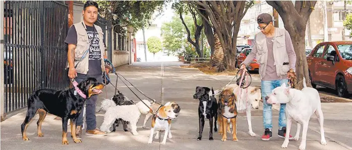  ?? YANIRA FRANCO ?? Los hermanos Antonio y Manuel Hernández recorren la colonia Del Valle con 11 canes, lo que les deja un ingreso de 8 mil 200 pesos mensuales.