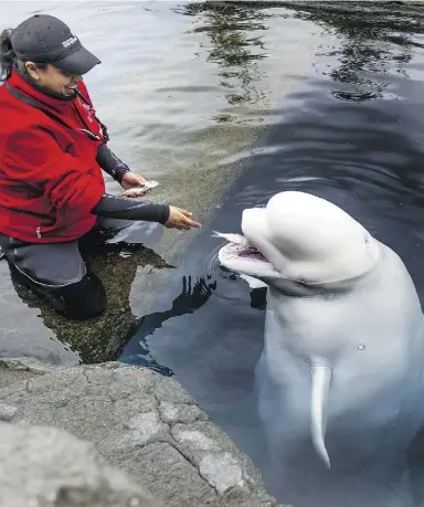  ?? JeneleSchn­eider/PNGstaff photo ?? Ana Juarez works with Aurora, one of two beluga whales at the Vancouver Aquarium. CNN’s 2013 documentar­y Blackfish has raised awareness for the perils of whales in captivity.