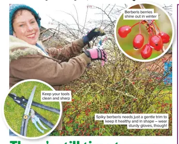  ??  ?? Keep your tools clean and sharp Berberis berries shine out in winter Spiky berberis needs just a gentle trim to keep it healthy and in shape – wear sturdy gloves, though!