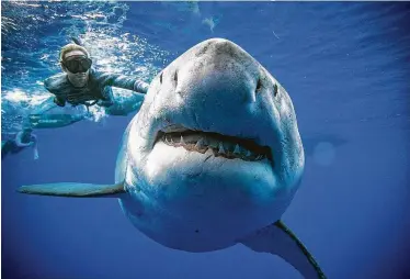  ?? Juan Oliphant via Associated Press ?? Ocean Ramsey, a shark researcher and advocate, said the images of her swimming next to a huge great white shark prove these top predators should be protected, not feared. Ramsey said it was a 20-footer.