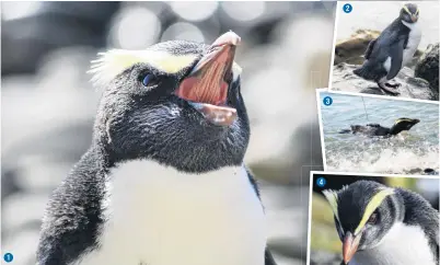  ??  ?? Study participan­ts . . . 1: A 2.3kg female Fiordland crested penguin, or tawaki, is released with a satellite tracker from Oamaru last week. 2: A 2.9kg young adult male Fiordland crested penguin was found moulting in Waterfront Rd, Oamaru, on February 11, and released yesterday. 3: The female tawaki with a tracker was tracked for four days and nearly 170km before the device came off. 4: The male Fiordland crested penguin is the only remaining rehabilita­ted tawaki in the Tawaki Project’s postmoult tracking study.