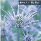  ??  ?? Eryngium Big Blue