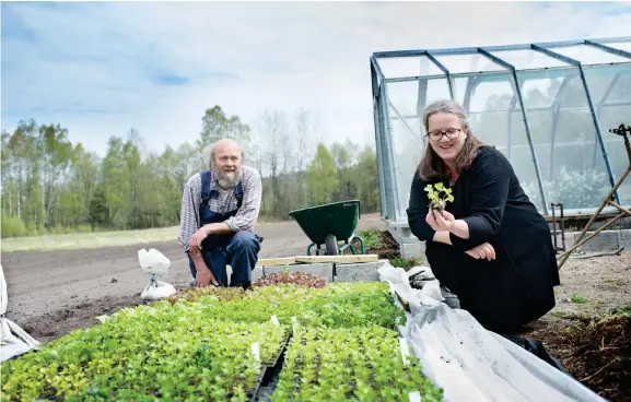  ?? Bild: JONATAN BYLARS ?? ODLARE. John Söderberg och Susanne Lundberg driver en kravcertif­ierad verksamhet.