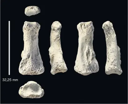  ??  ?? Diese Fingerknoc­hen sind 85.000 Jahre alt und werfen neues Licht auf den Exodus aus Afrika.