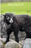  ??  ?? Herdwick