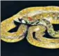  ??  ?? The new species has been named ‘Rhabdophis bindi’