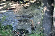  ?? Picture / Geoff Thomas ?? A pair of rainbow trout spawn in a stream at Lake Tarawera.