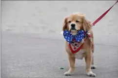  ?? ?? Buddy shows off his red, white and blue during Monday's parade in Long Beach.