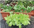  ?? STUFF ?? Pots of mesclun kept in a warm spot undercover can be ready to eat in 3-4 weeks.