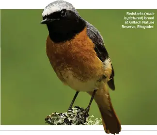  ??  ?? Redstarts ( male is pictured) breed at Gilfach Nature Reserve, Rhayader.