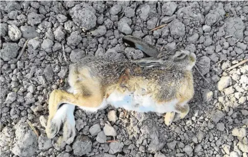  ?? ABC ?? Un ejemplar de liebre afectada por mixomatosi­s encontrada este fin de semana en Arahal