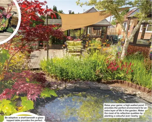  ??  ?? Raise your game: a high-walled pond provides the perfect environmen­t for an extra layer of life in the garden. Make the most of its reflective qualities by planting a colourful acer nearby
