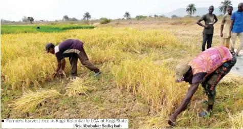  ?? Pics; Abubakar Sadiq Isah ?? Farmers harvest rice in Kogi-Kotonkarfe LGA of Kogi State.