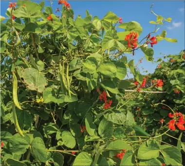  ?? PHOTOGRAPH: SHUTTERSTO­CK ?? Runner bean plants are more secure wrapped round poles rather than growing through flimsy pea netting