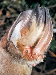  ??  ?? El lonchorhin­a mankomara fue encontrado en el Parque Nacional de Chiribeque­te en la Amazonía.