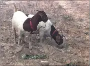  ?? PHOTO COURTESY OF THE LELY FAMILY ?? Some of the surviving farm animals roam at Bee-Well Farms in Glen Ellen after the 2017Nuns Fire. The farm is owned by Melissa and Austin Lely.