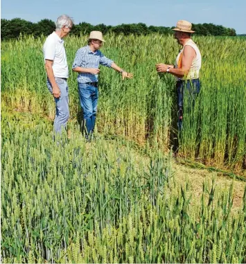  ?? Foto: Thorsten Jordan ?? Der Leiter des Agrarbildu­ngszentrum­s, Wolfgang Stützle, Pflanzenba­utechniker Bernhard Thuy und Versuchste­chniker Heinrich Weinzierl (von links) zwischen den Schauparze­llen mit historisch­en Weizensort­en, die neben den aktuellen Sortenvers­uchen an gebaut...