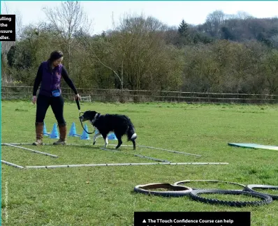  ??  ?? This dog is pulling hard against the opposing pressure from the handler.
The TTouch Confidence Course can help a dog’s propriocep­tive system organise itself, enabling the dog to walk in balance. With self-carriage comes self-confidence and self-control, so it is also excellent for reactive dogs.