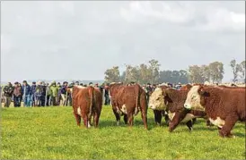  ?? ?? Con la visita a tres establecim­ientos con distinto foco, la gira ganadera 2022 mostró la potencia de Hereford en la cría, el cruzamient­o, la recría y los reproducto­res.