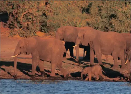  ?? Pictures: Shaen Adey ?? PRETTY COOL: Chobe National Park has approximat­ely 160 000 elephant